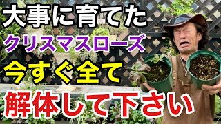 早くやらないとその株はもう復活しません。【カーメン君】【園芸】【クリスマスローズ】【植え替え】 [upl. by Akessej]