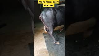 Moni farm dairy sulehra narwana jind haryana murrhabuffalo animals trendingshorts farming [upl. by Lekcar]