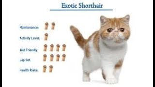 Top 10 Facts About Exotic Shorthair Cats [upl. by Muldon]