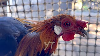 Up Close Wild Caught Red Jungle Fowl From Laos  Qaib Qus 100 Nyob Rau Teb Chaws Nplog Sab Qab Teb [upl. by Aer]