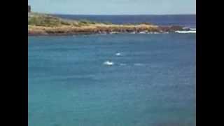 Four Seasons  Manele Bay  Dolphins jumping for Melissa Mccoy [upl. by Aihsik848]