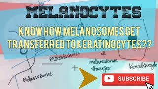 MELANOCYTES  STRUCTURE AND FUNCTION [upl. by Alfons]