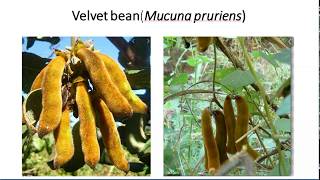 Kaunch Beej ke fayde  Benefits of velvet beans  Mucuna pruriens as a source of Ldopa [upl. by Karney]