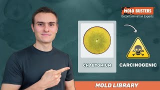 Chaetomium  Mold Library  Mold Busters [upl. by Lawrenson]