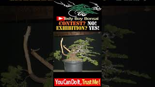 FUN and HAPPY with Juniper Bonsai Tree [upl. by Sokcin]