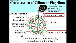 326 92 Microtubule Array in Axonemes that Beat [upl. by Onaicilef424]