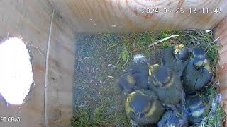 Nest Box Live Stream 🐦 [upl. by Oiratno]