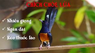 Luyện giọng chích chòe lửa 2019  Nhiều giọng ngân dài kéo thuốc lào [upl. by Royo]