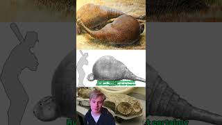 Doedicurus the Giant Glyptodon [upl. by Gray]