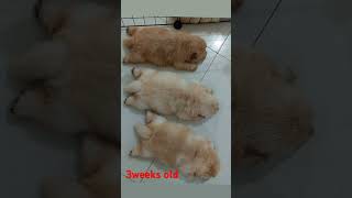 3weeks old chow chow doglover chowchowpuppie chowchow chowchow [upl. by Ahselaf944]