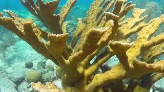 Elkhorn coral Acropora palmata  Karpata Bonaire Netherlands 22112021 [upl. by Phil651]