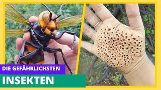 Die 10 gefährlichsten Insekten der Welt [upl. by Cissej]