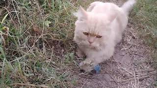 Removing a botfly maggot form little Kittens Nose [upl. by Krusche207]