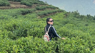 Lwang Tea Garden  Chiya Bagan  Pokhara to Lwang Gau [upl. by Anej]