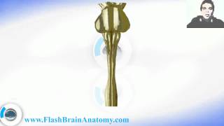 Medulla Spinalis  Spinal Cord Anatomy [upl. by Aniham]