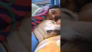 Daisyঘুমাতে আমার একটু বেশিই জায়গা লাগে😂 reels daisy minivlog shorts pets dog funny cute [upl. by Oicapot541]