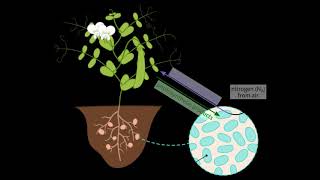 Symbiotic relationship सहजीवी संबंध NCERT 7th Science [upl. by Alvis]