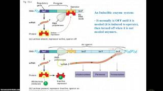 Inducible amp Repressible operons [upl. by Ailey]