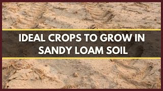 SANDY LOAM SOIL IDEAL CROPS TO GROW IN SANDY LOAM SOIL [upl. by Freeland470]