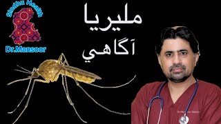 malaria awareness  Drmansoor  Sindhu health  in Sindhi [upl. by Eniamahs]