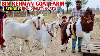 High Quality Kota Malwa Hansa At Bin Rehman Goat Farm Sehore [upl. by Adnih]