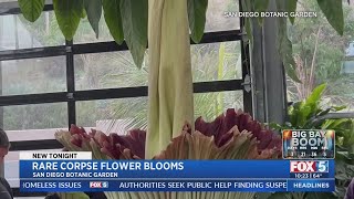 Rare Corpse Flower Blooms [upl. by Stallworth604]