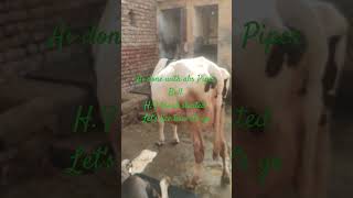 Cow breeding started royaldairyfarm cow farming saggudairyfarm5007 [upl. by Rodi]