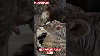 Cow 🐄 cow viralvideo cowmilk cowes animals [upl. by Sanford]