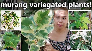 AFFORDABLE VARIEGATED HOUSEPLANTS  10 Variegated Plants On A Budget [upl. by Blase]