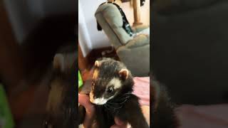 Ferret grooming time funny ferret ferretnation ferretlove cute cuteanimals bathtime [upl. by Ttennaej293]