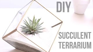 DIY Succulent Terrarium Ideas [upl. by Ojeillib]