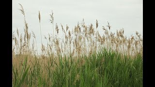 SEMCOG Spotlight on Invasive Species Phragmites [upl. by Alim]