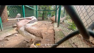 KOKKARE BELLUR BIRD SANCTUARY MADDUR  PELICAN STORK VILLAGE  NATURE PRO  MA PA  30OCT2024 [upl. by Kired]