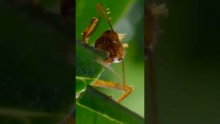 The World of Leaf Cutter Ants Natures Tiny Farmers shorts ants insects [upl. by Sirronal313]