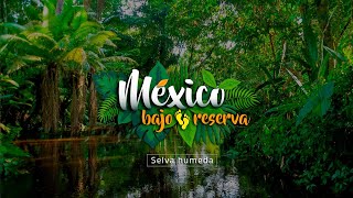 México Bajo Reserva  Selva húmeda [upl. by Myk]