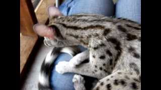 Exotic Animals as Pets  The Spotted Genet [upl. by Truda]