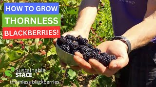 How to Grow Thornless Blackberries [upl. by Marriott]