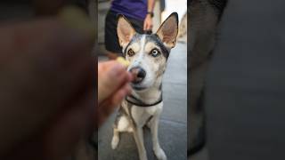 È più pericoloso il gatto 🤦🏻❤️ caniditorino dogphotographer husky huskymix [upl. by Sawyere]