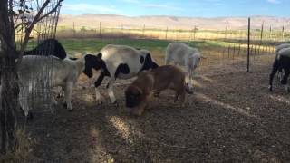 Spanish Mastiff Puppy Brava and Her Lambs [upl. by Anitteb140]