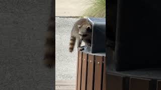 Baby Raccoon  Hiding short baby raccoon hide scared [upl. by Adiela730]