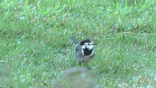 Pied Wagtail in our garden wildlife in the UK  October 2012 [upl. by Akitan]