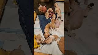 BRACCO ITALIANO PUPPIES [upl. by Rolando]