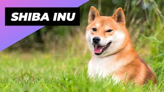 Shiba Inu 🐕 From Japan with Love [upl. by Naitsirt]