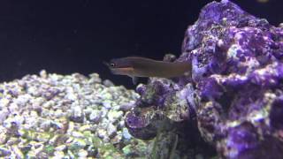 Species Spotlight Season 2  The Tail Spot Blenny  Epsiode 21 [upl. by Vergil]