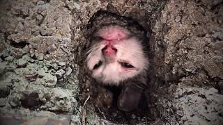 A playful stray cat got trapped while crossing a drain her desperate cries heard by a passerby💔 [upl. by Gombosi]