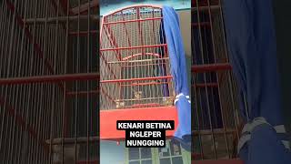 KENARI BETINA SIAP KAWIN [upl. by Anrym518]