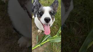 This corgi loves corn 🌽🫢 [upl. by Jesselyn]