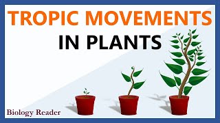 Tropic Movements in Plants  Meaning Tropism Key Points amp Types [upl. by Chiquita]