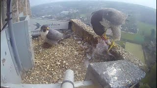 Norwich Cathedral Peregrines 2022 [upl. by Gage490]