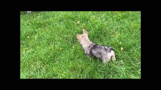 Swedish Vallhund puppy Helka 13 weeks old meeting cows amp sheep for the first time [upl. by Nomelihp]